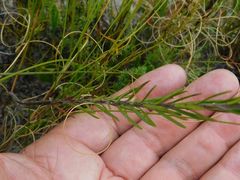 Prismatocarpus schlechteri