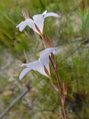 Prismatocarpus schlechteri