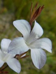 Prismatocarpus schlechteri