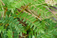 Hedysarum limitaneum