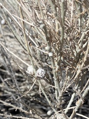 Rhopalomyia chrysothamni