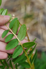 Hedysarum limitaneum