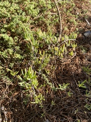 Suaeda australis