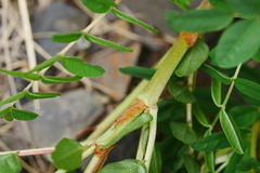 Hedysarum limitaneum