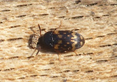 Mycetophagus atomarius