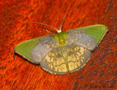 Pyrochlora