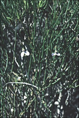 Comesperma scoparium