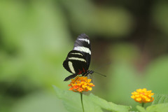 Heliconius pachinus