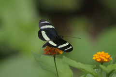 Heliconius pachinus