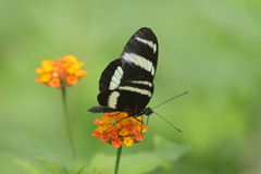 Heliconius pachinus
