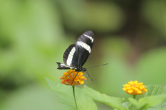 Heliconius pachinus