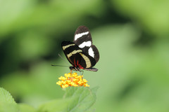 Heliconius hewitsoni