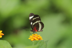 Heliconius hewitsoni
