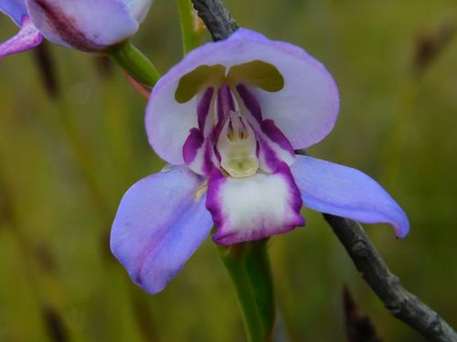Grass Disa