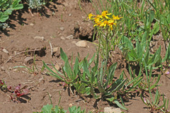 Senecio integerrimus exaltatus