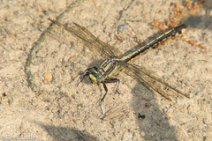 Gomphurus septima