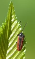 Omalisus fontisbellaquei