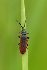 Omalisus fontisbellaquei