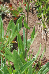 Senecio integerrimus exaltatus