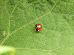 Harmonia axyridis
