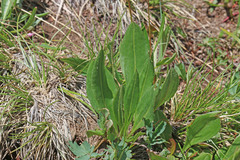 Senecio integerrimus exaltatus