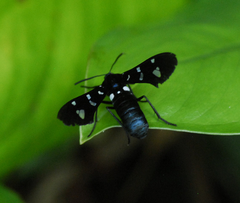 Syntomeida syntomoides