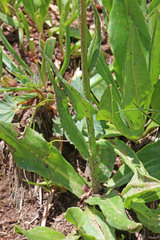 Senecio integerrimus exaltatus