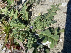 Phacelia stellaris