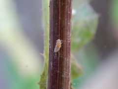 Psyllobora confluens