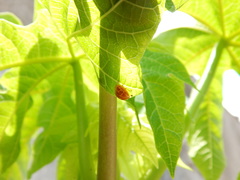 Neocalvia anastomozans