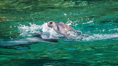 Monachus monachus