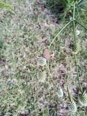 Electrostrymon guzanta