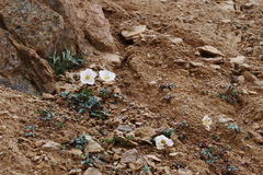 Eriocapitella rupicola