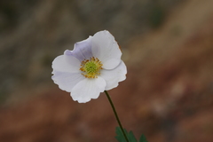 Eriocapitella rupicola