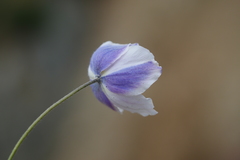 Eriocapitella rupicola