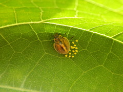 Epilachna clandestina