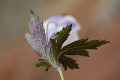 Eriocapitella rupicola