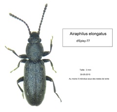 Airaphilus elongatus