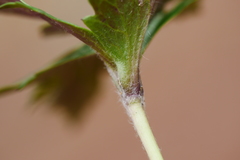 Eriocapitella rupicola