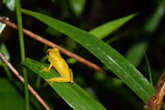 Dendropsophus minutus