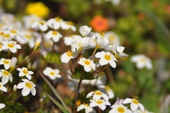 Leptosiphon rosaceus