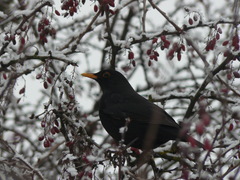 Turdus merula