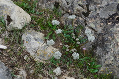 Sinolimprichtia alpina
