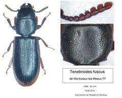 Tenebroides fuscus