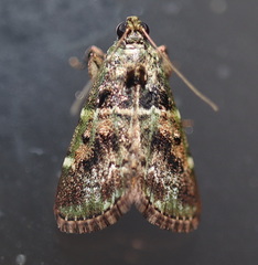 Orthaga atribasalis