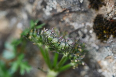 Sinolimprichtia alpina