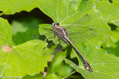 Gomphurus septima