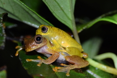 Dendropsophus minutus