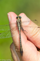 Gomphurus septima