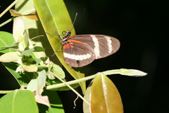 Heliconius pachinus